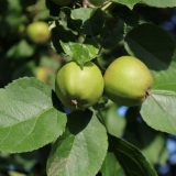 Nezrele jabuke: šta se s njima može učiniti?